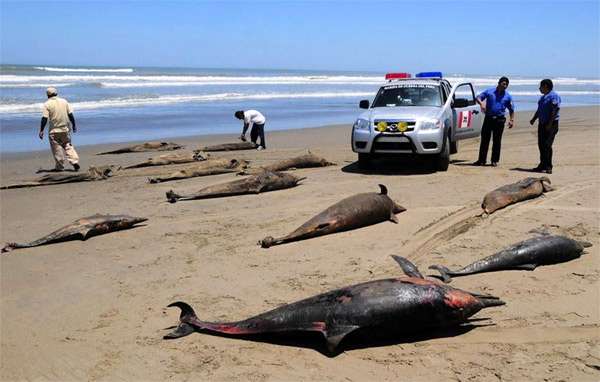 Мертвые дельфины на берегу моря, фото морские млекопитающие фотография