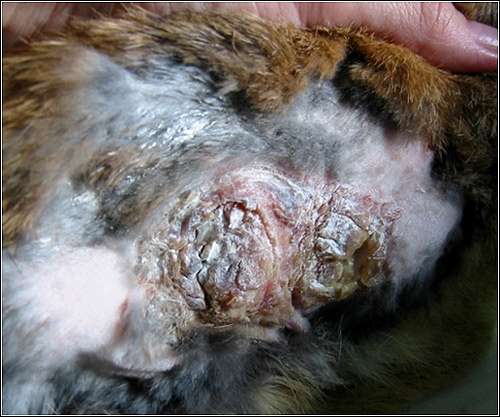 Кролик, зараженный личинками мух, фото болезни кроликов фотография