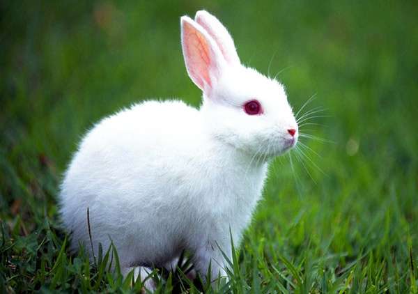 Белый кролик с красными глазами, фото фотография картинка