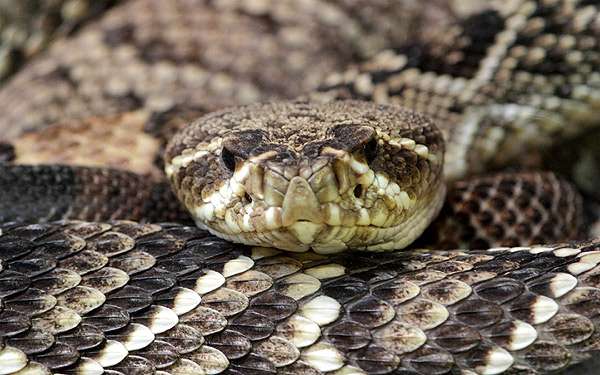 Гадюка, фото пресмыкающиеся змеи фотография