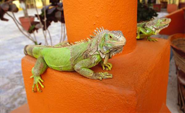 Зеленые игуаны, фото ящерицы фотография картинка