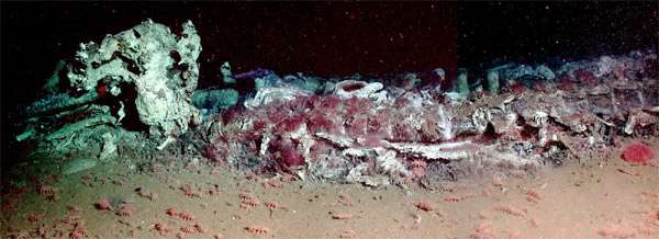 Найденный скелет кита, фото морские млекопитающие фотография