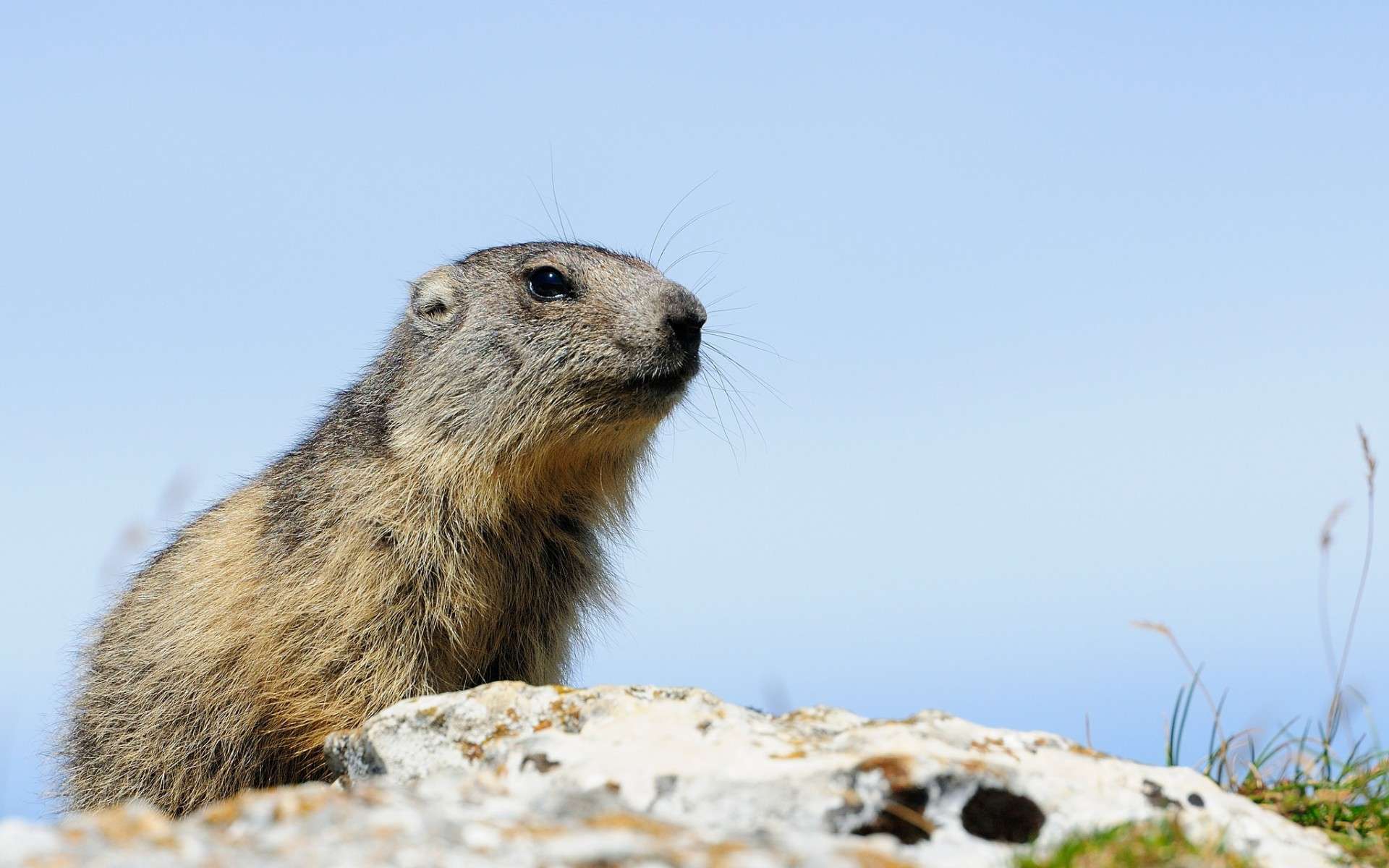   (Marmota marmota)  ,     