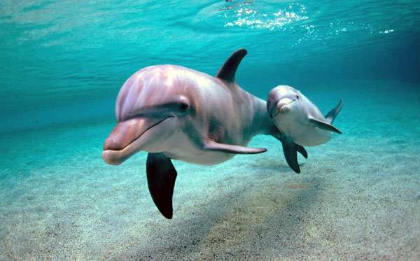 Дельфин афалина, фото млекопитающие фотография картинка