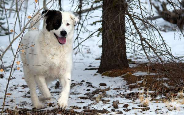 Бордер колли в зимнем лесу, фото породы собаки фотография