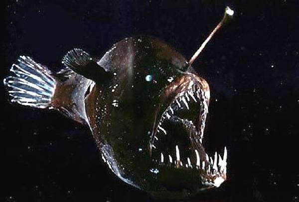Морской черт (Lophius piscatorius), фото виды рыб фотография