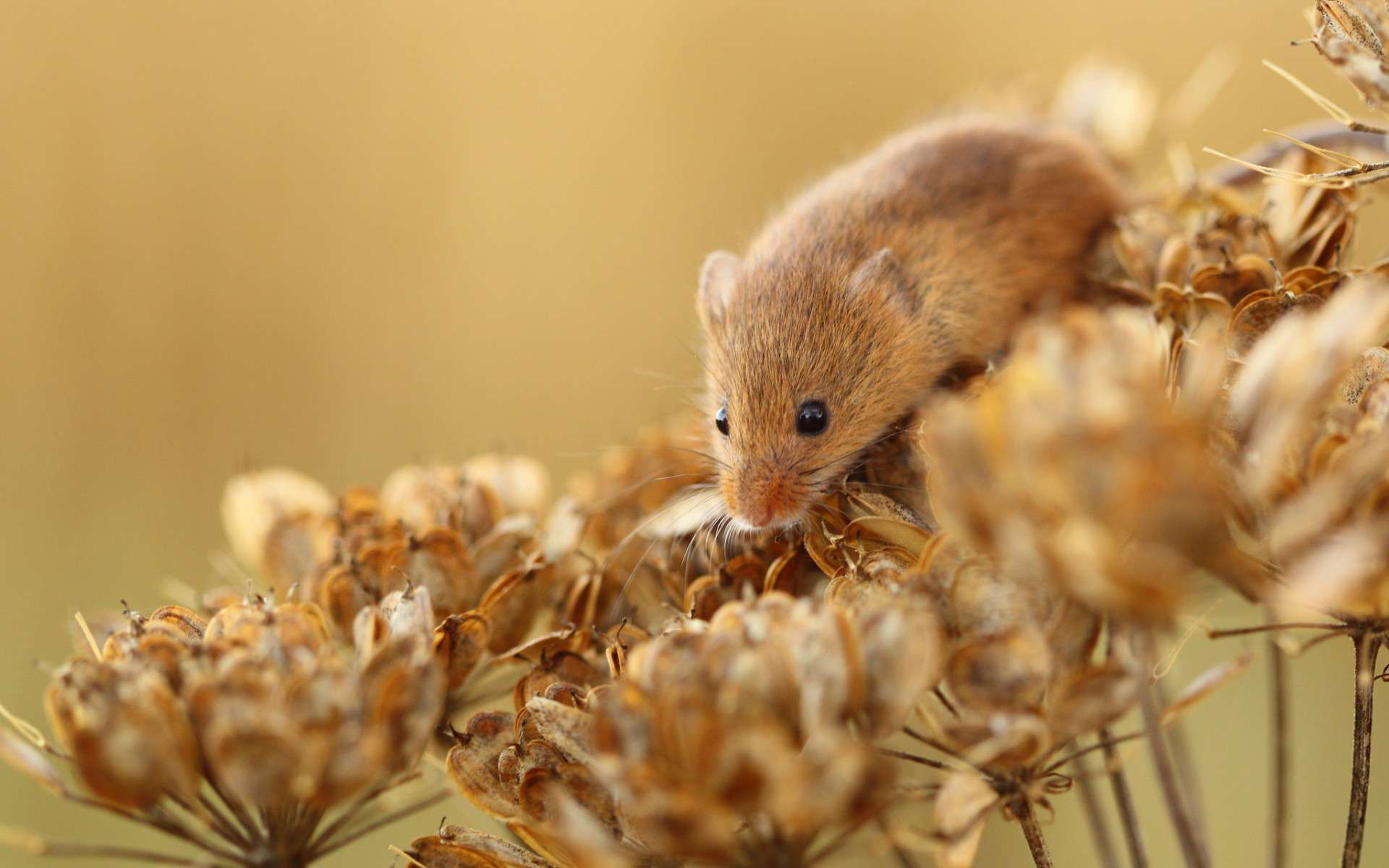 Мышь-малютка, фото фотография картинка обои 