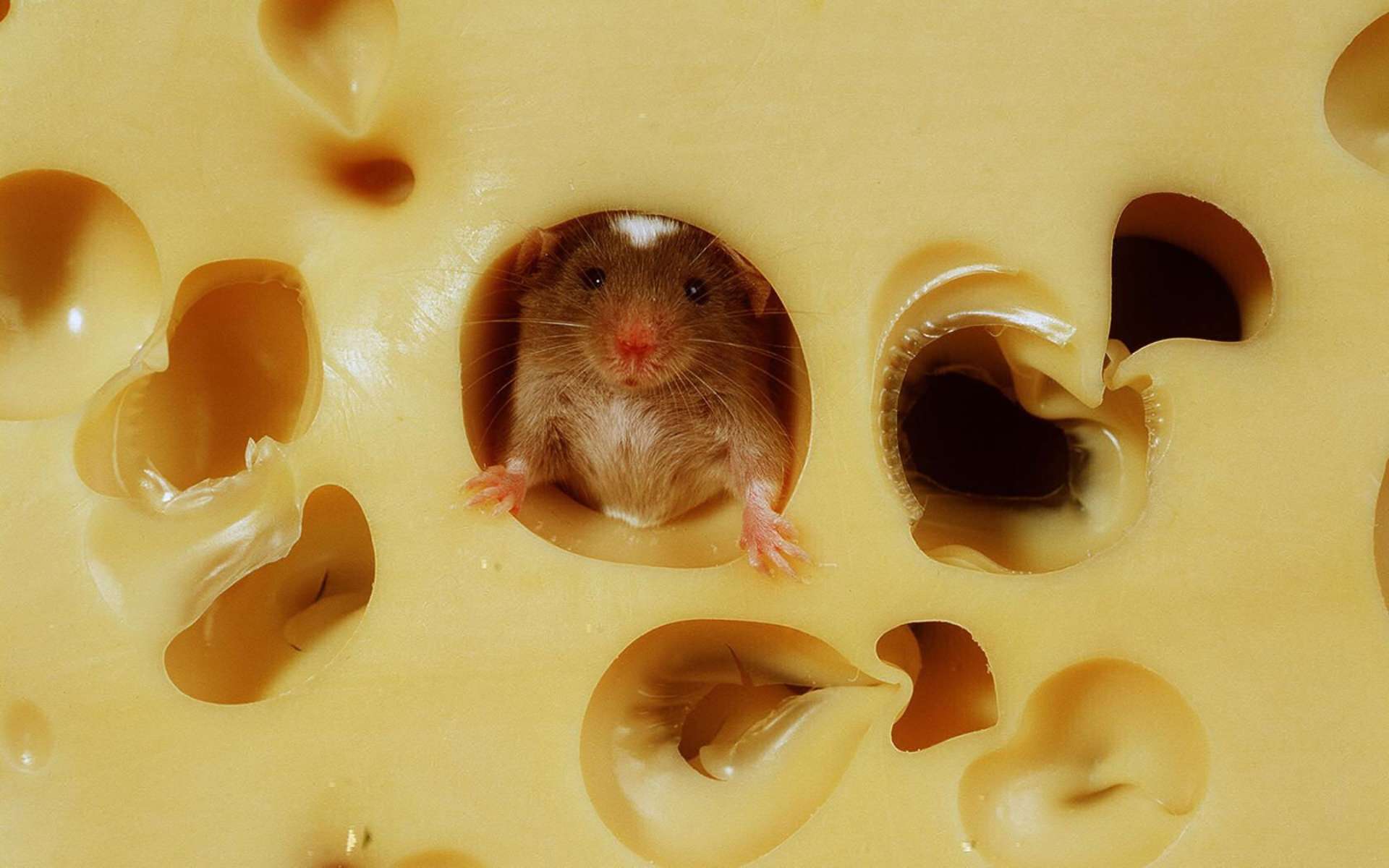 Мышка спряталась в сыре, фото фотография картинка обои 