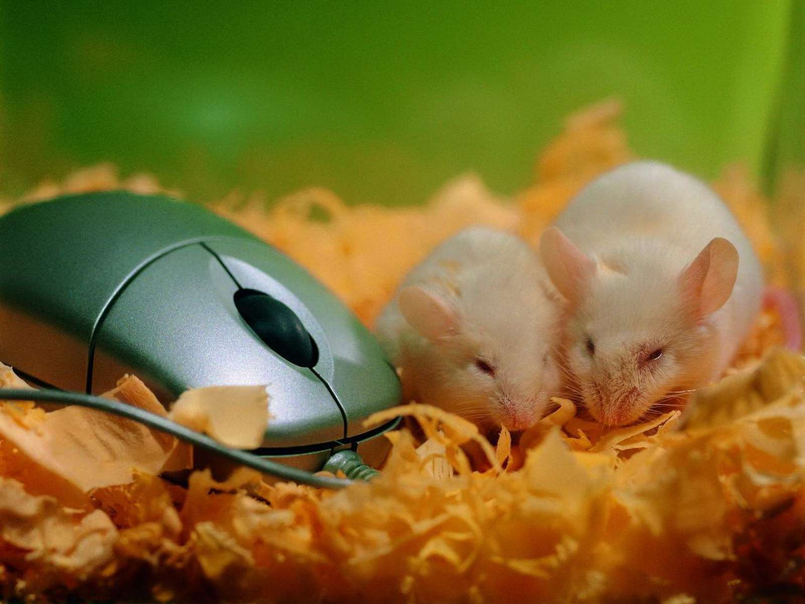 Декоративные мыши и компьютерная мышка, фото фотография картинка обои 