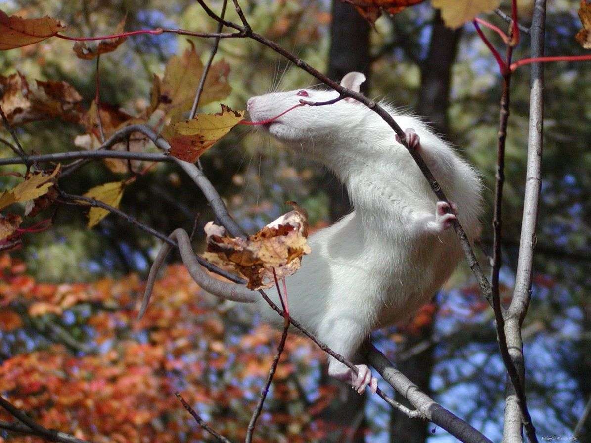 Крыса-альбинос на дереве, фото фотография картинка обои 