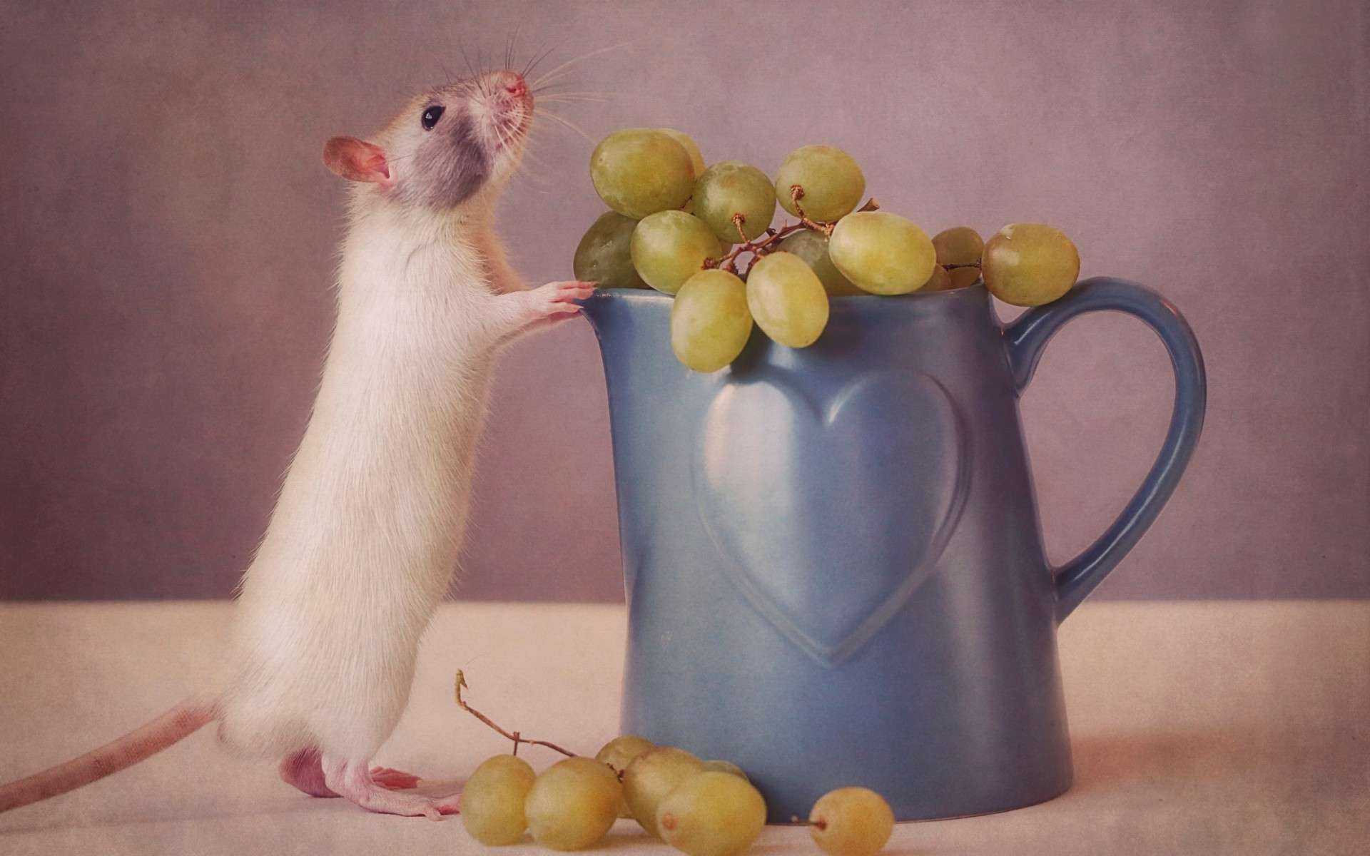 Крыса и виноград, фото фотография картинка обои 