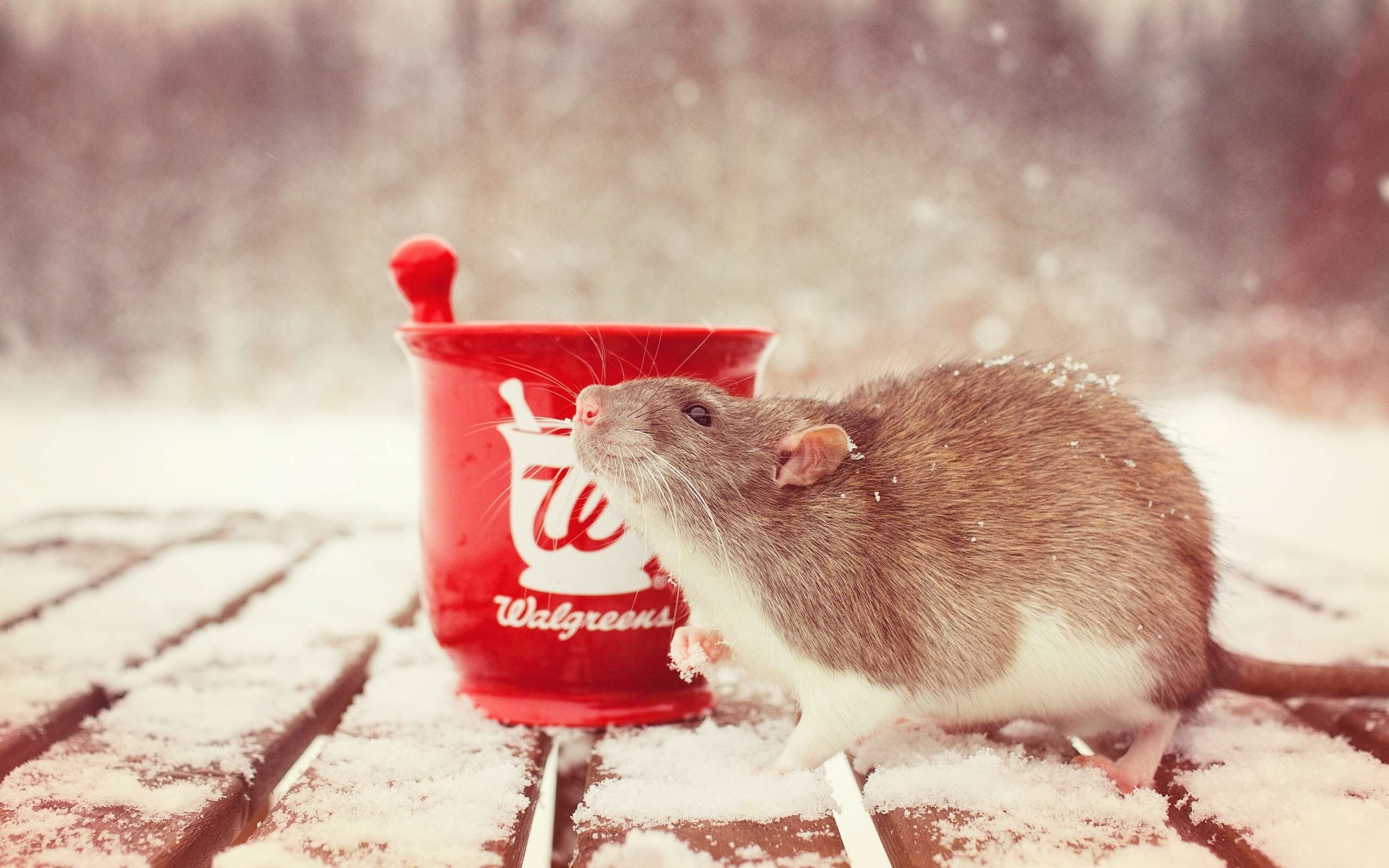 Декоративная крыса и снег фото, фото фотография картинка обои 