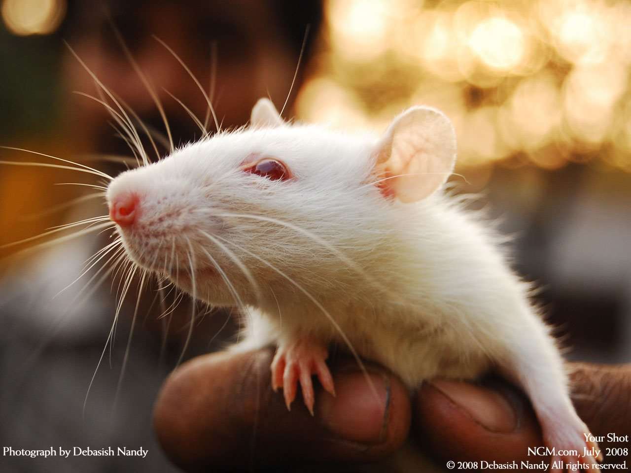 Крыса-альбинос, фото фотография картинка обои 