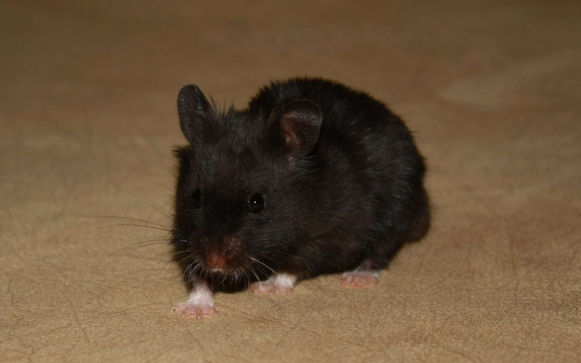 Черная мышь, фото фотография картинка обои 