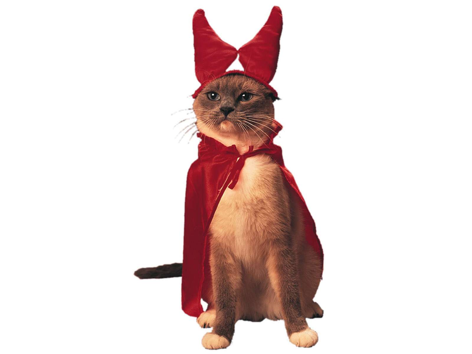 Кот в хэллоуинском костюме