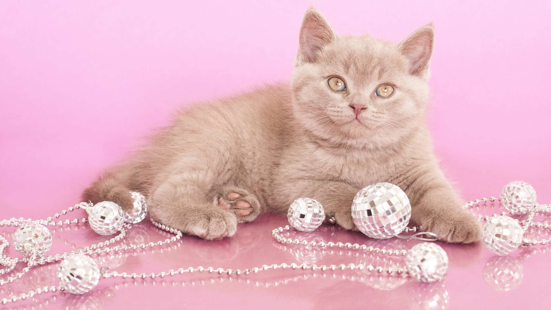 Британский котенок и елочные украшения, фото фотография картинка обои 