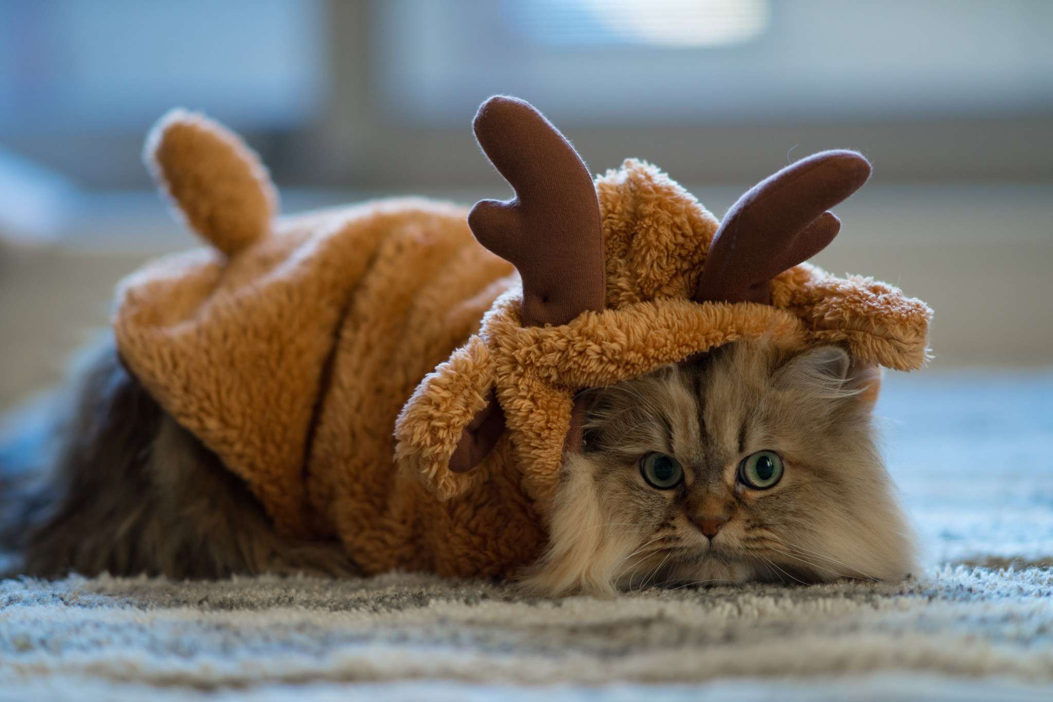 Персидский кот - олень, фото фотография картинка обои 