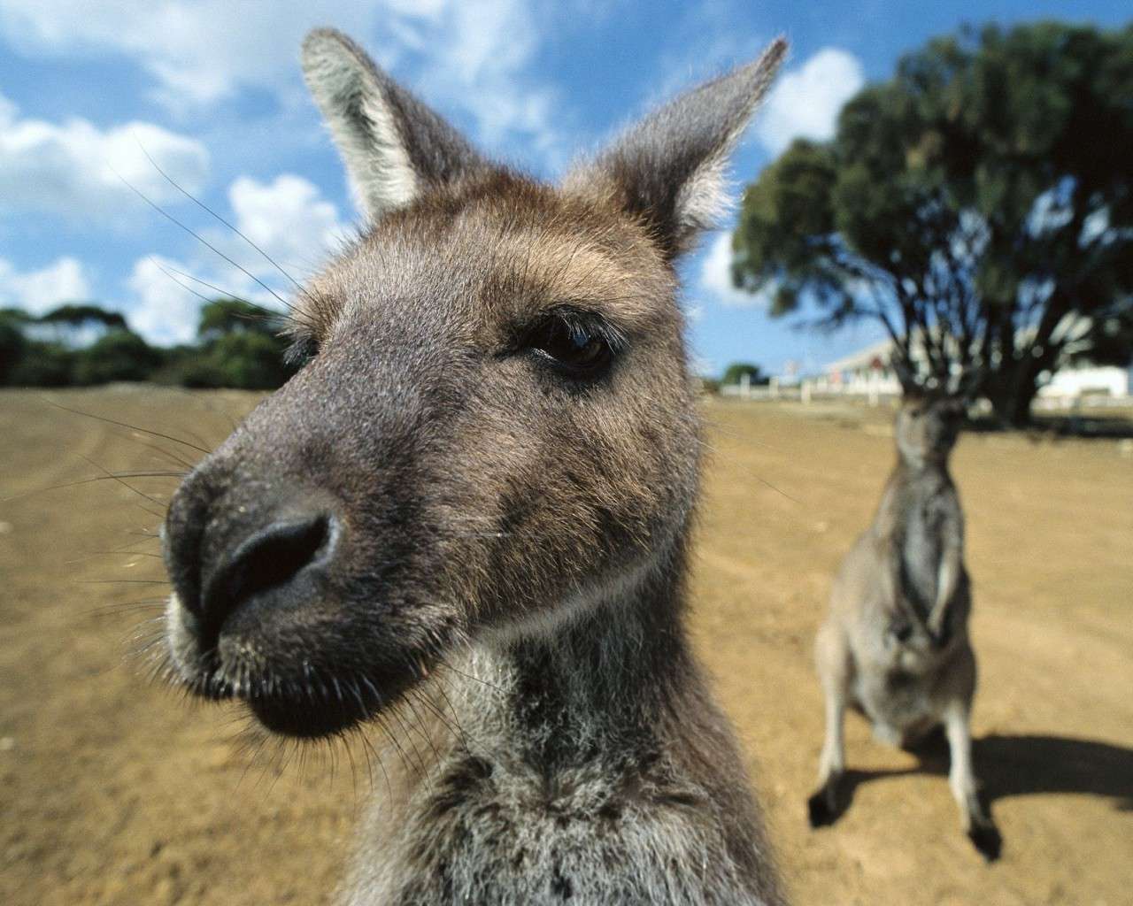 Австралия кенгуру интересные факты
