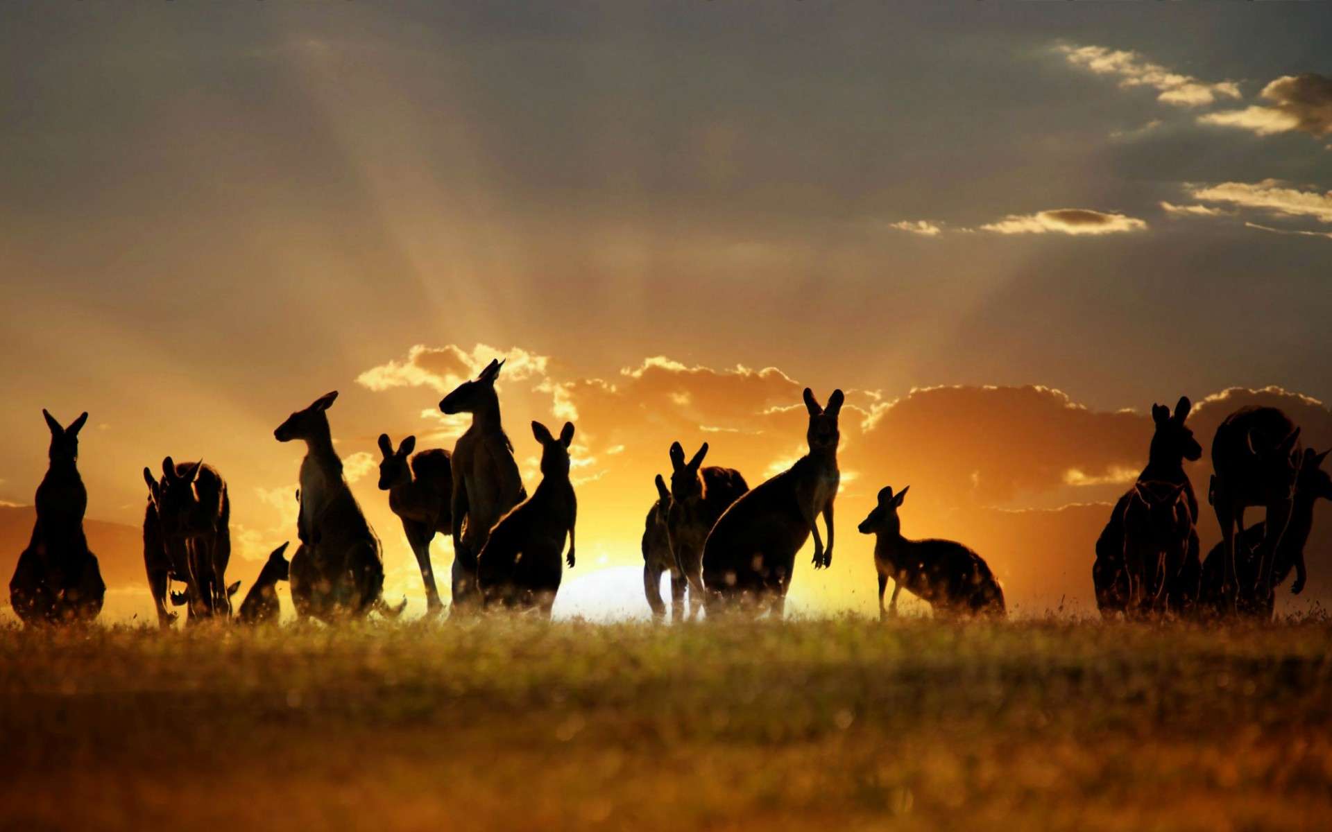 Австралия пейзаж с кенгуру