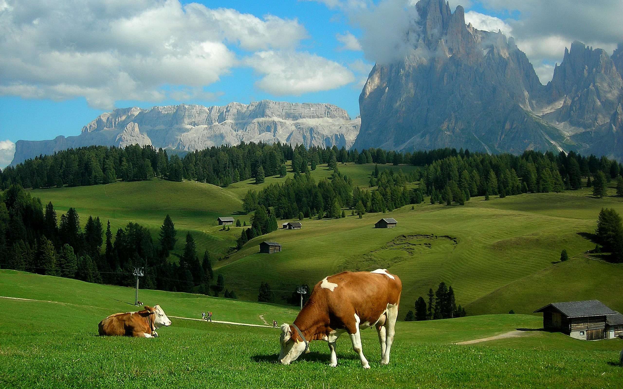 Коровы, пасущиеся в Альпах, фото фотография картинка обои 