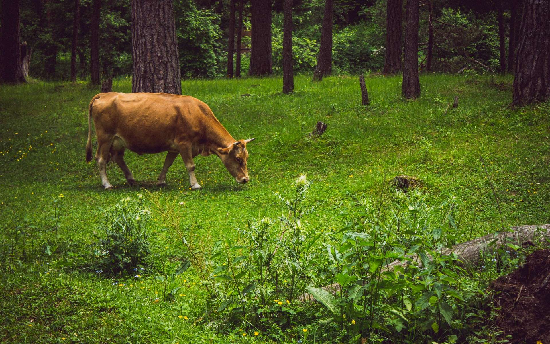 Корова на Поляне