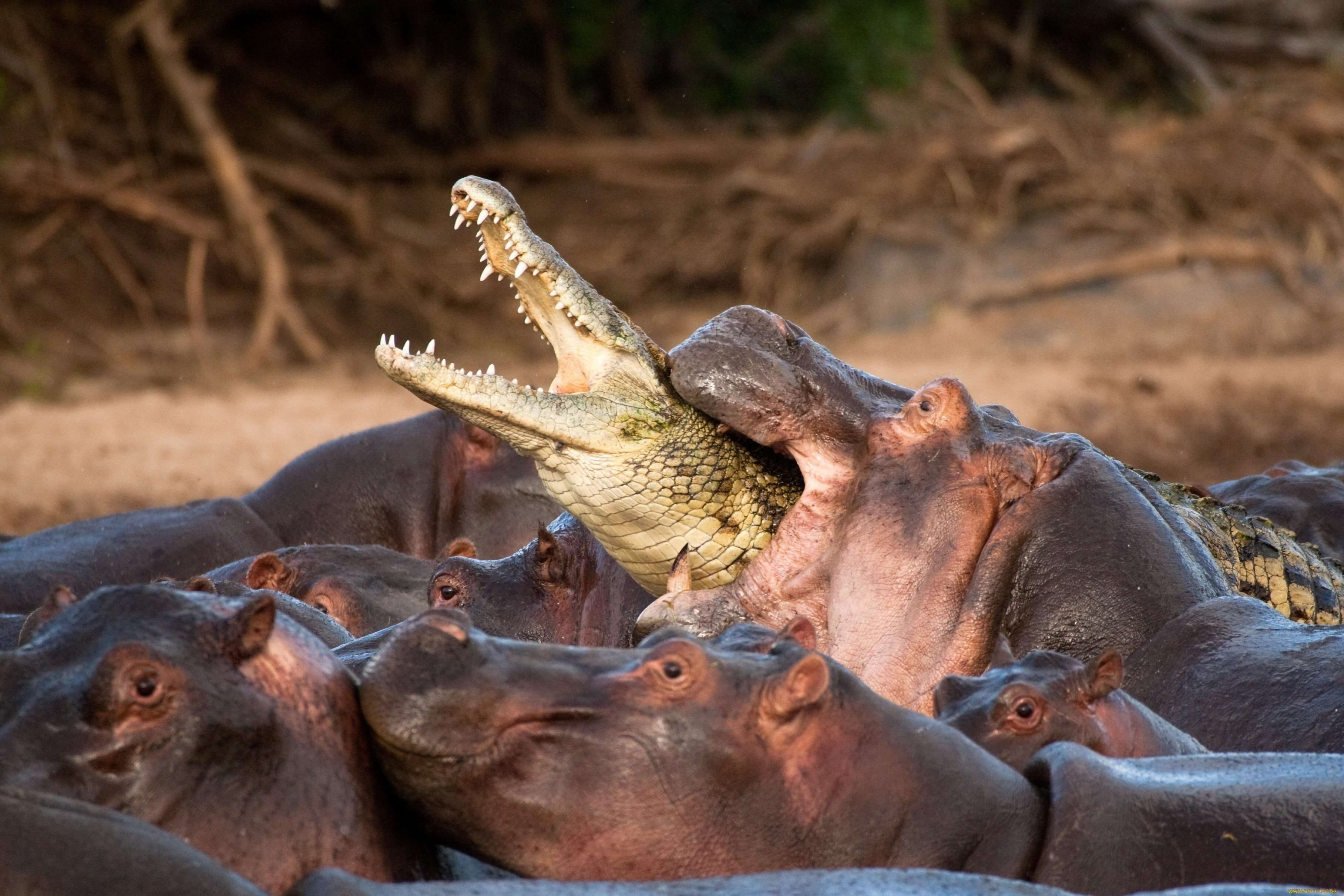 охота крокодилов на бегемотов