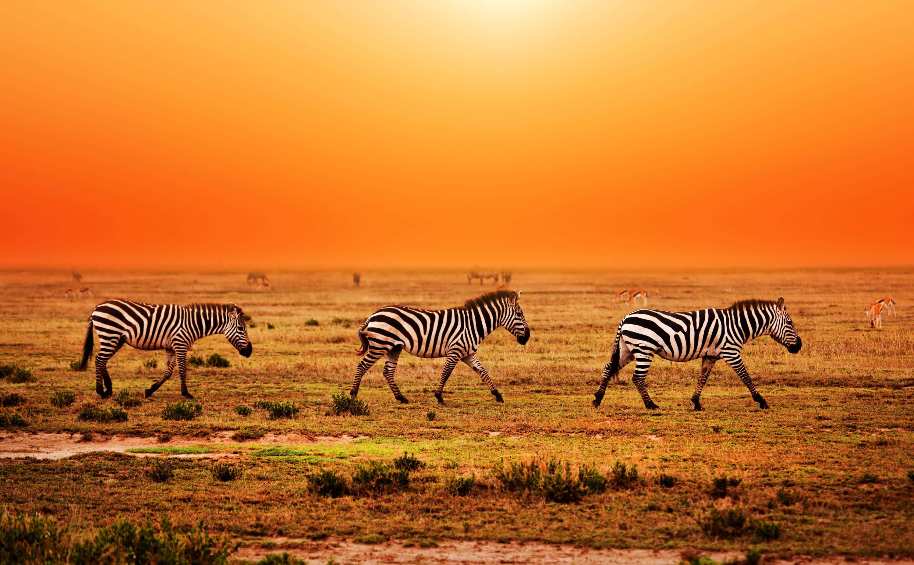 Serengeti National Park Zebra