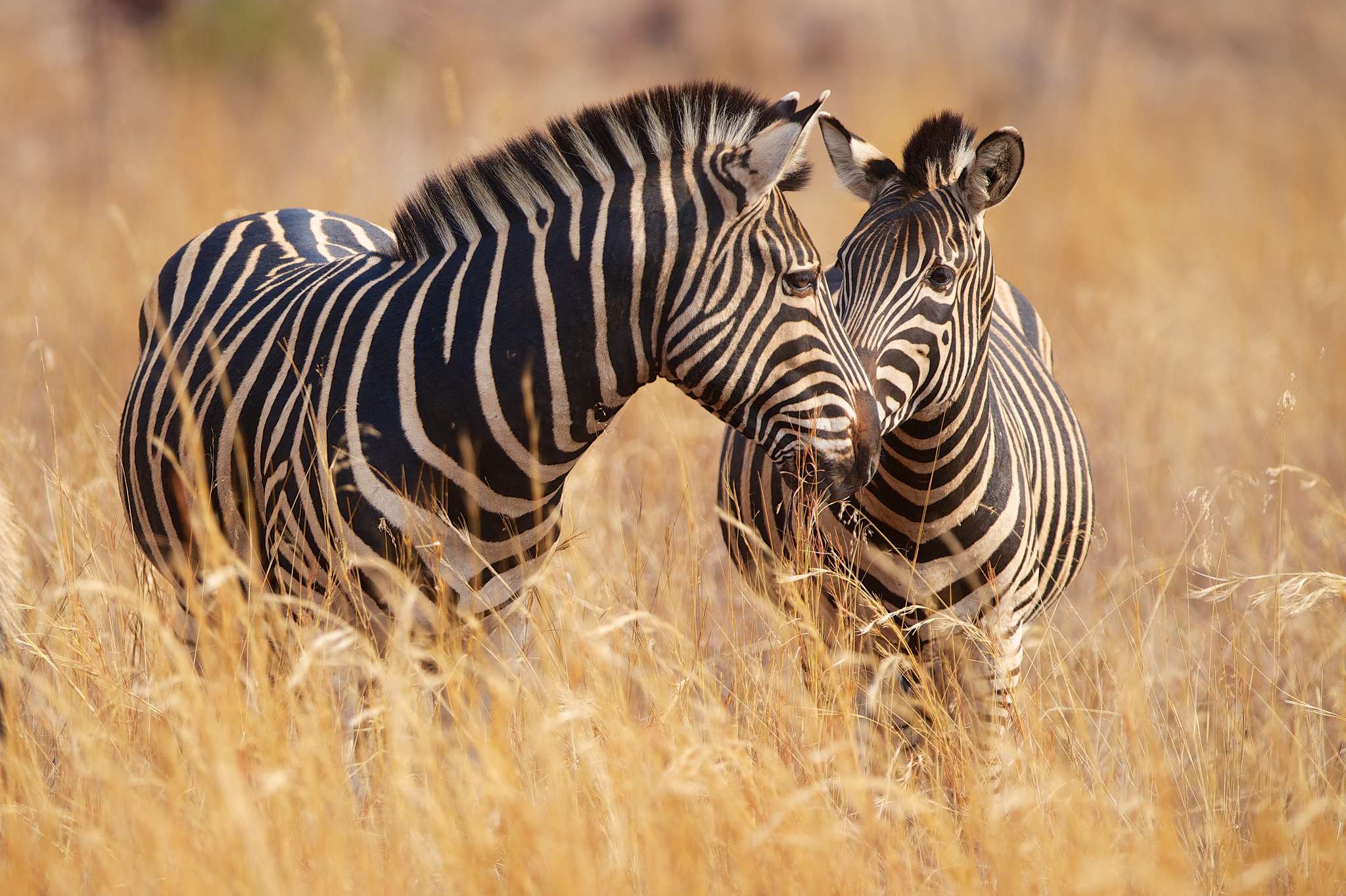 животные зебры трава природа бесплатно
