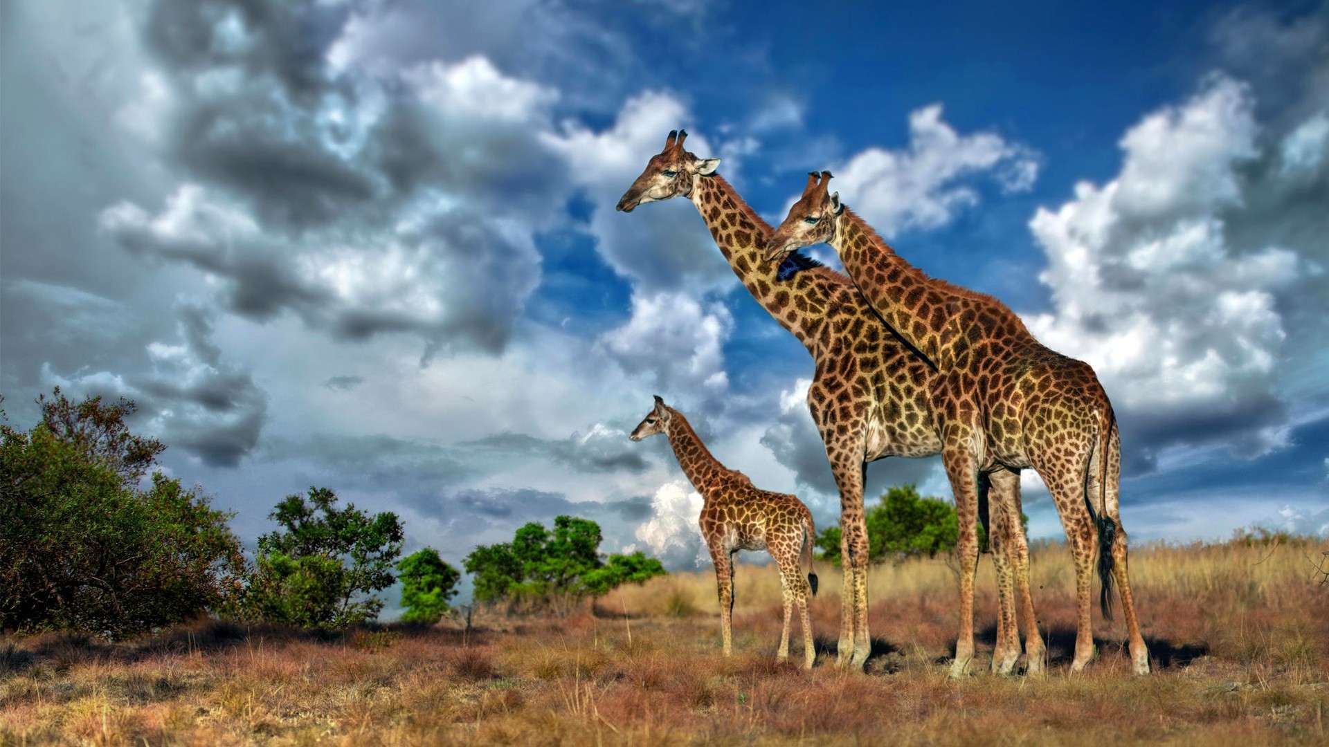 Жираф в Африке