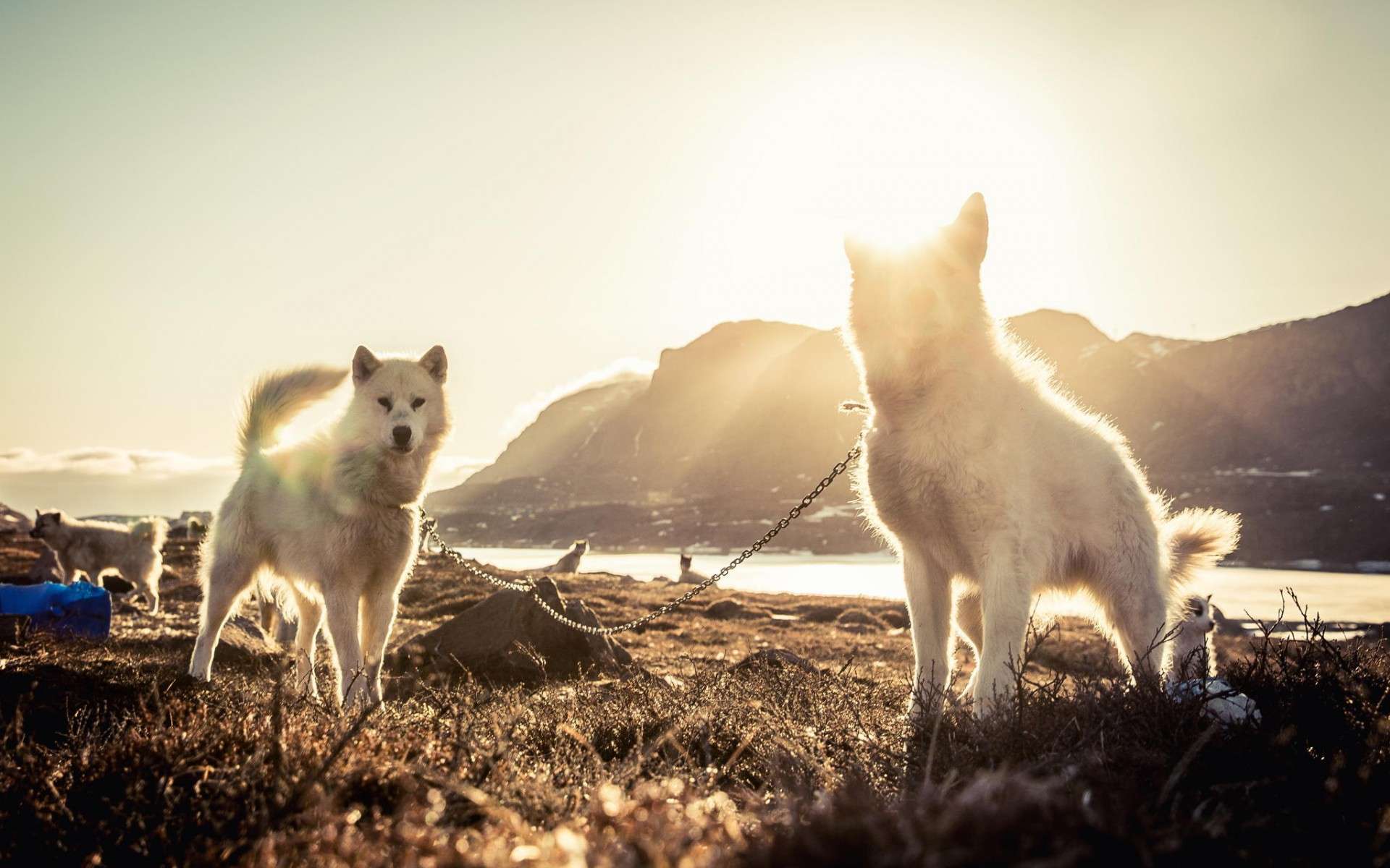 Гренландская собака на природе