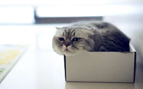 Кот в картонной коробке, фото фотография кошки