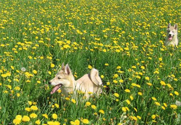 Западносибирские лайки на поле одуванчиков, фото породы собаки фотография картинка