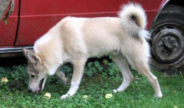 Западносибирская лайка, фото породы собаки фотография