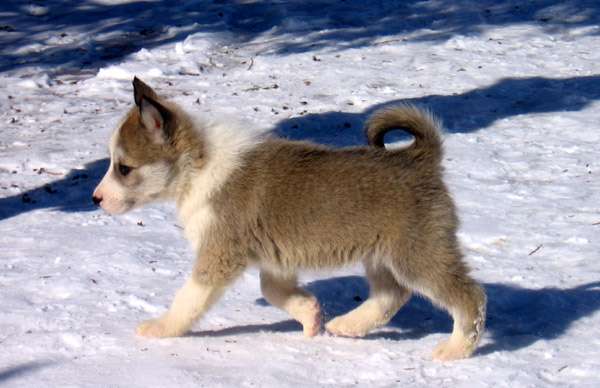 Щенок западносибирской лайки, фото собаки фотография изображение