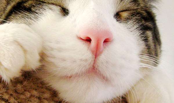 Розовый кошачий нос, нос кошки, фото фотография картинка