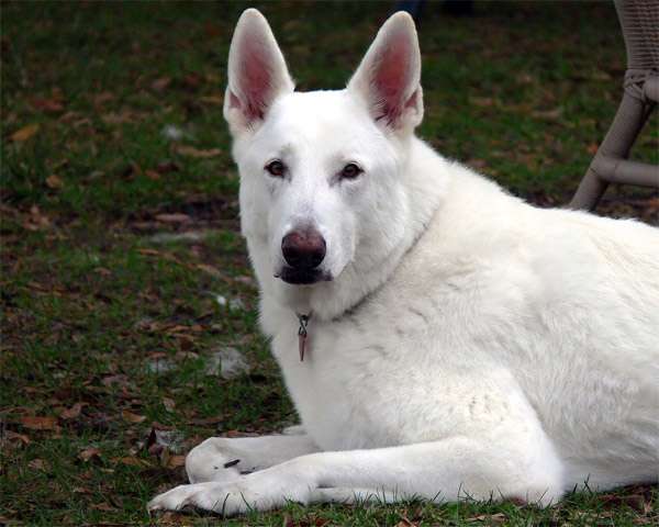 Короткошерстная белая швейцарская овчарка, фото породы собаки фотография