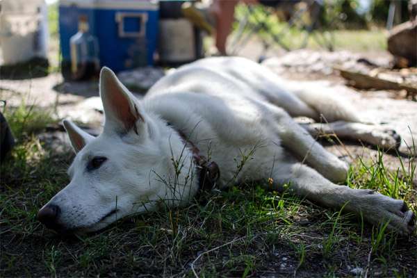 Белая швейцарская овчарка, фото породы собак фотография