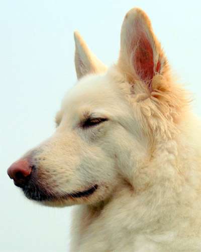 Белая швейцарская овчарка, фото породы собаки фотография