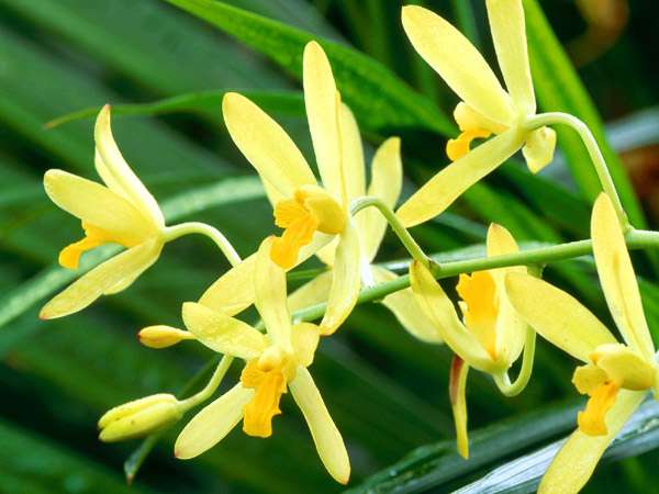 Желтая орхидея, фото цветы фотография