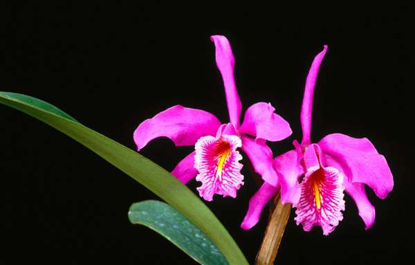 Орхидея на черном фоне, фото экзотические растения фотография