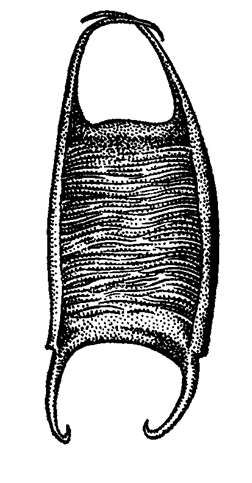 Яйцо ската (Rajomorphii), рисунок картинка