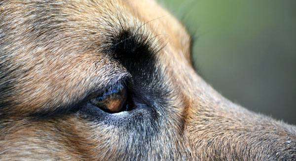 Глаза немецкой овчарки, фото болезни собак фотография