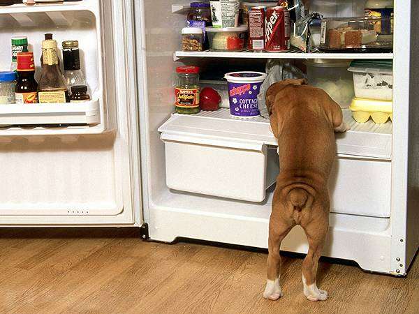 Собака роется в холодильнике, фото фотография