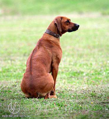 Родезийский риджбек, собаки фото породы собак фотография