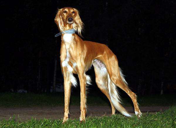 Салюки, или персидская борзая, фото собаки породы собак фотография