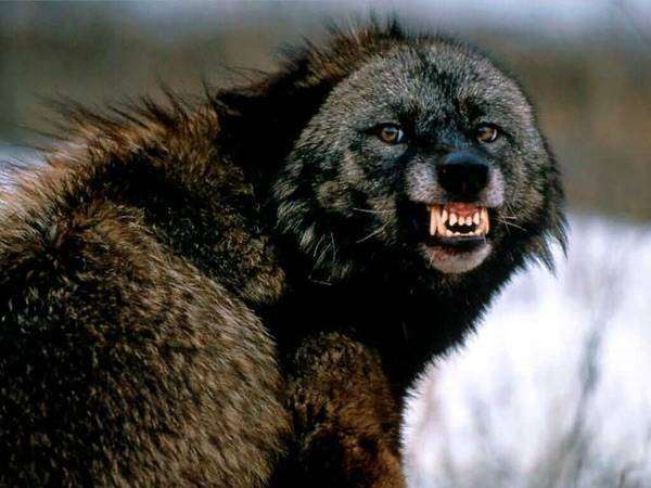 Оскаленный волк, фото сказки о животных фотография