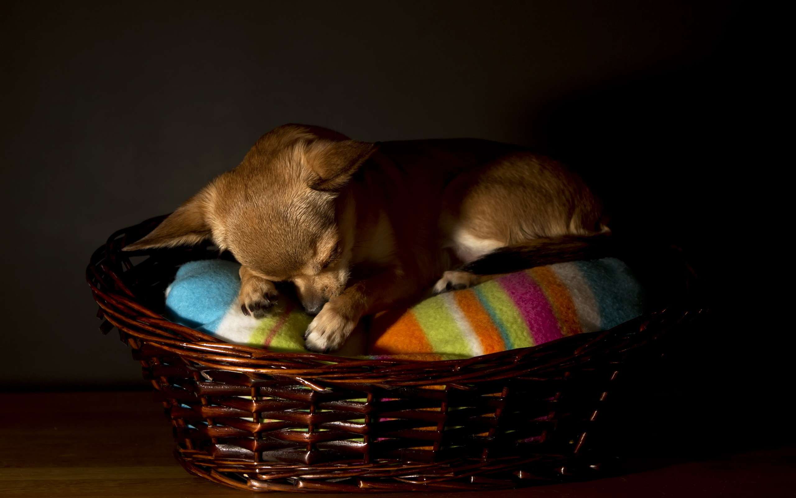 Чихуахуа - самые маленькие собаки, фото фотография картинка обои 