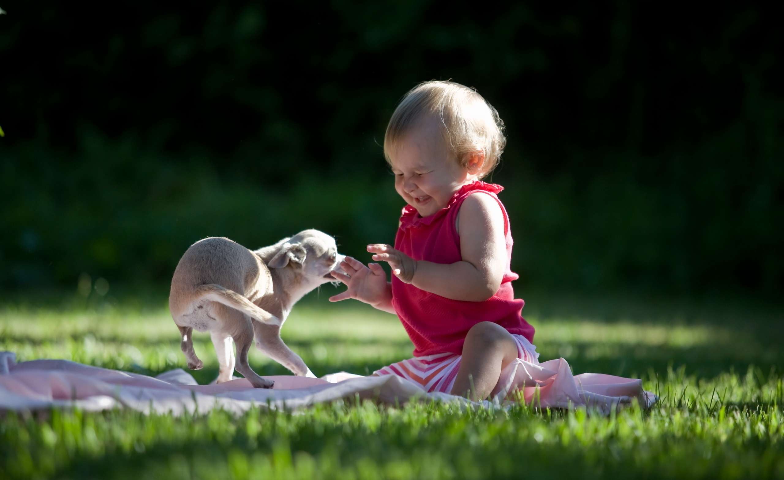 Чихуахуа - маленькая собака мира, фото фотография картинка обои 