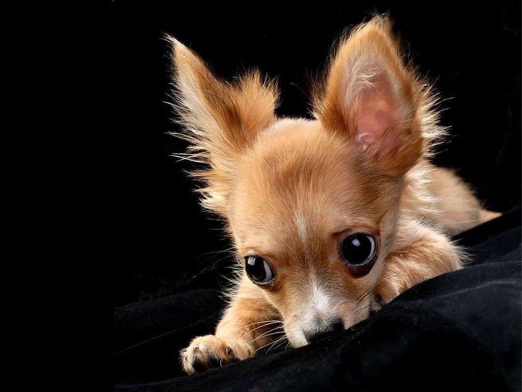 Маленький щенок чихуа, фото фотография картинка обои 