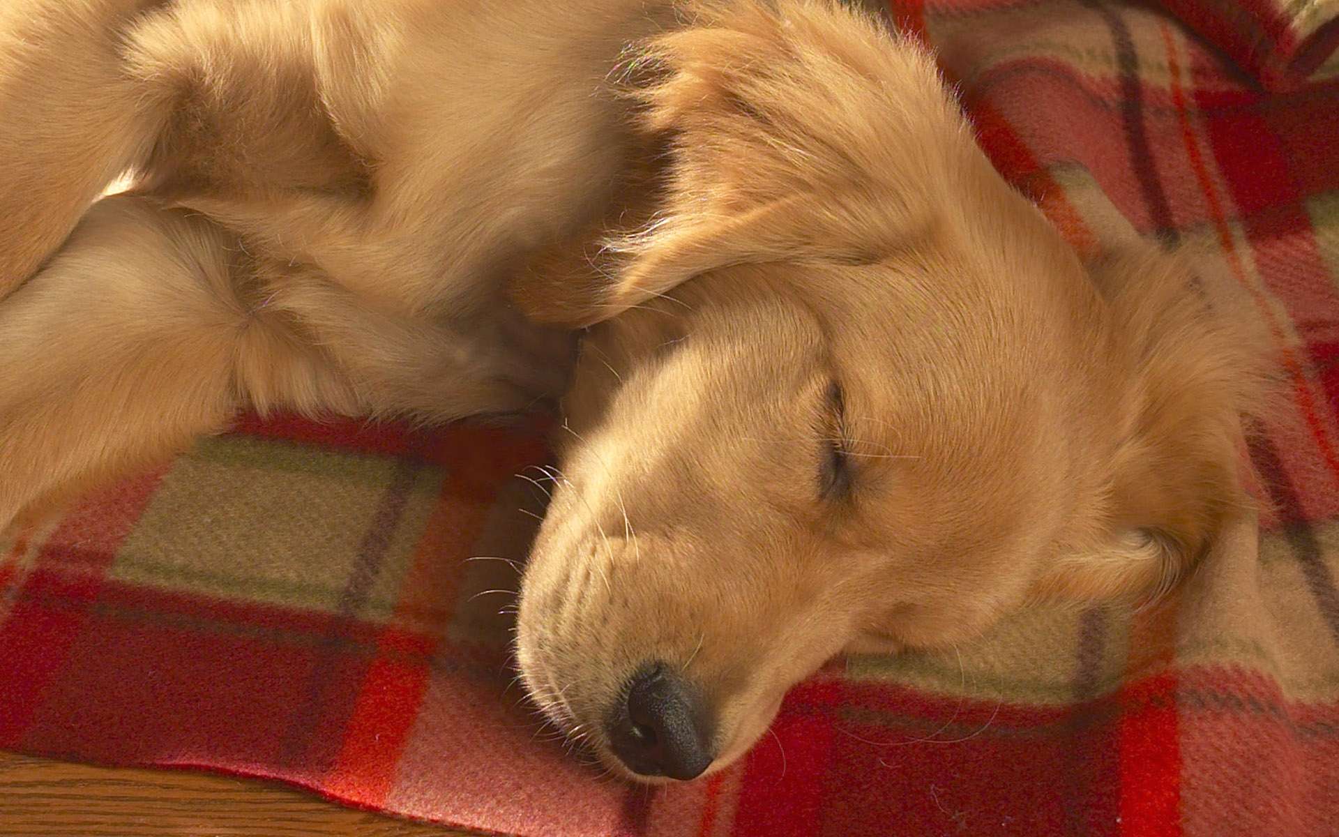 Спящий щенок ховаварта, фото фотография картинка обои 